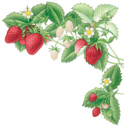 All About Growing Strawberries